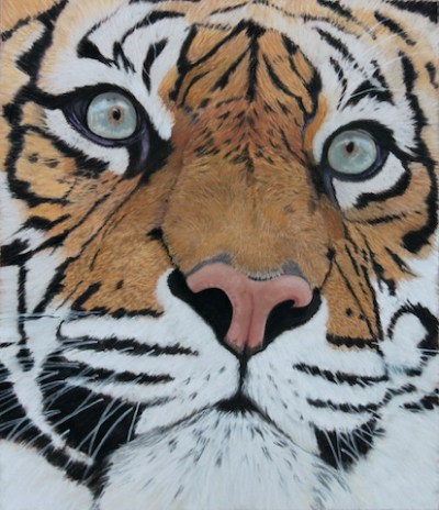 Sumatran Tiger by Judith Mackay