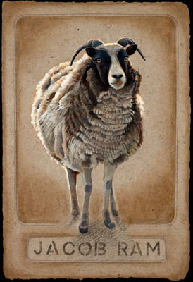 Jacob Ram by Polyanna Pickering