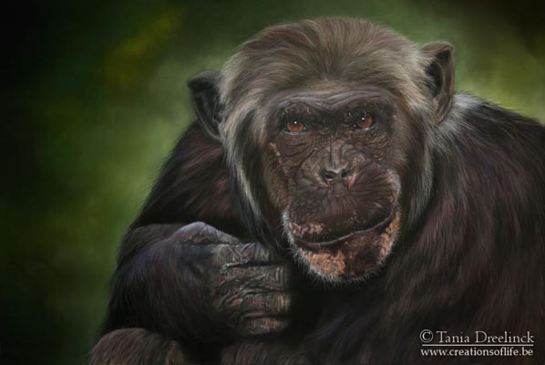 Chimp by Tania Dreelinck