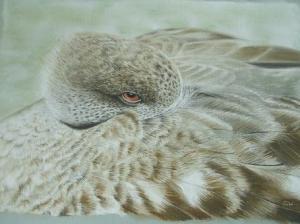 Shane Wiseman - Crested duck shane.wiseman@btinternet.com