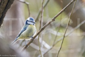 'Blue Tit' by Andrew Rumary - Lady Scott Award 2018