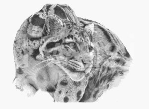 'Clouded Leopard' by David Skidmore Silver Citation Award 2018