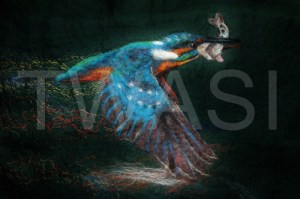 Dinner Time by Frances Daunt The Keith Shackleton Award 2018