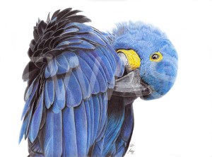 Hyacinth Macaw by Julie Longdon - Best work on paper In memory of Pollyanna Pickering Award 2018
