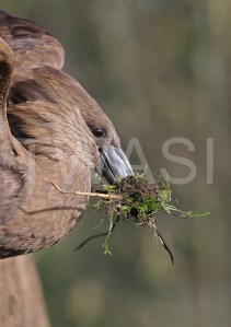 Hammer Kop Nest by Philippa SmithGold Citation Award for Photography 2018