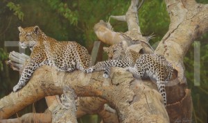 'Holding on to Mama' by Angela Gaughan - Winner of the Peoples Choice Award 2018