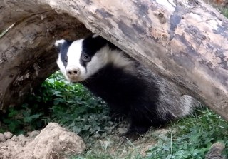 Badger TWASI Visit October 2018
