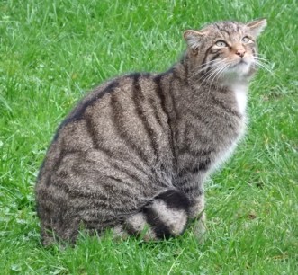 Scottish Wildcat TWASI Visit October 2018