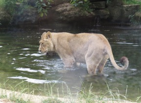 Cotswold Lion paddling - TWASI Visit