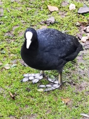 Slimbridge Coot - TWASI Visit 2018