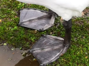 Slimbridge swan feet - TWASI Visit 2018