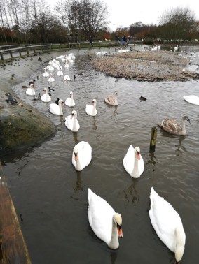 Slimbridge swans - TWASI Visit 2018