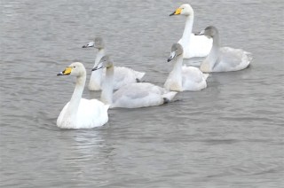 Welney Swan Family - TWASI Visit