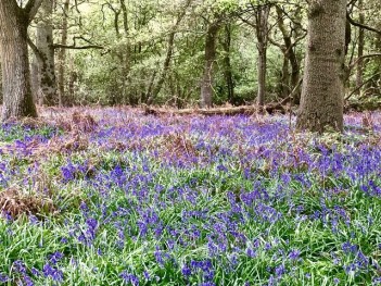Ryton Bluebells