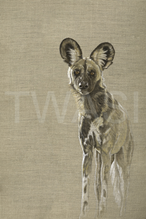 Christine Dadd Highly Commended Khawi Wild Dog