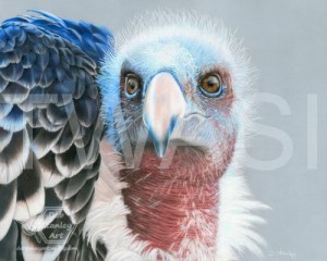 Deb Stanley The David Shepherd Award Drop dead Gorgeous