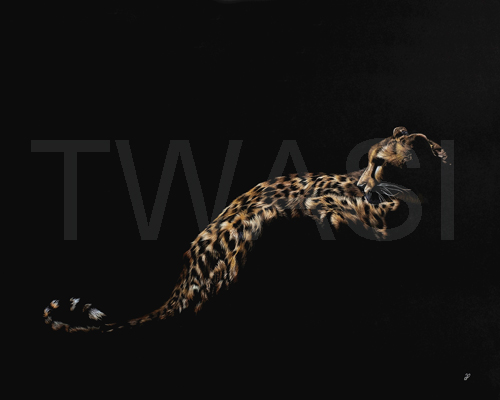 Jess Pritchard Derwent Drawing Award Watchful