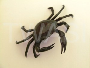 Michelle Hall Highly commended Shore Crab