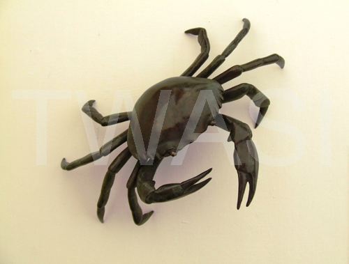 Michelle Hall Highly commended Shore Crab