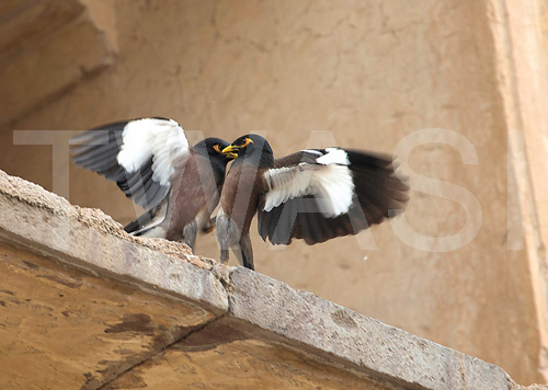 Ros Rouse Lady Scott Photographic Award A myna scuffle