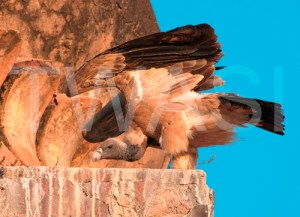 Ros Rouse Lady Scott Photographic Award Balance