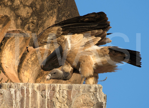 Ros Rouse Lady Scott Photographic Award Balance
