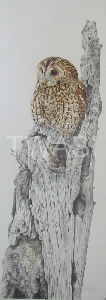 Valerie Briggs Two Rivers Award for the best work on paper Tawny Owl