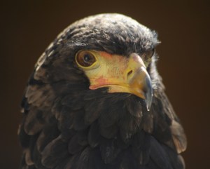 Juvenile Bateleur