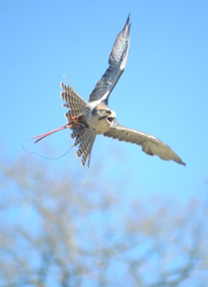 Lanner falcon