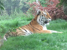 Marwell Amur Tiger -Twasi Visit