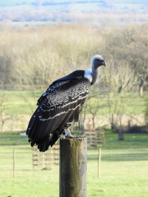 Ruppells vulture