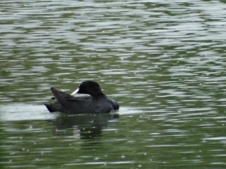 Stanwick Coot