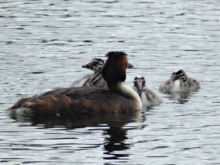 Stanwick Grebes