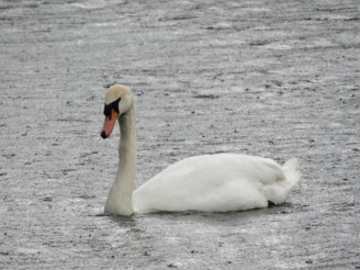 Stanwick swan