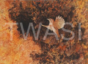 'Wren' by Jacqui Franks Framed 54.5 x 44.5 Water Colour £325