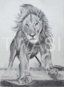 'Lion Attack' by Ann Hunt Graphite Unframed 38 x 29 £ 250