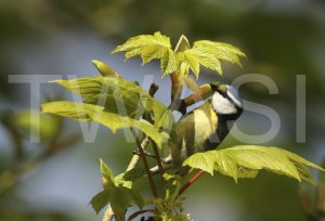 'Blue Tit in Breeding Plumage' by Vic Sharratt Photograph on Perspex ready to hang 45 x 30 £85