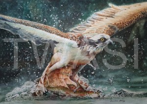 'Catch of the Day' by Caroline Strong Unframed 46 x 61 Watercolour £995