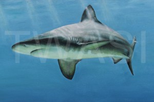 'Grey Nurse Shark' by Carrie-Anne Goodchild Framed 56 x 82 Oil £400