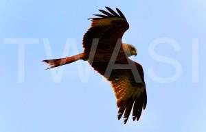 'Morning Hunt' by Charlie Barker Unframed photograph 21 x 40.6 £90