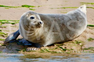 'Summer Seal' by Charlie Barker Unframed photograph 29.7 x 42 £120