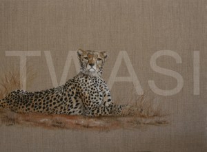 'Cheetah' by Christine Dadd Oil on untreated Linen Framed 66 x 50 £550