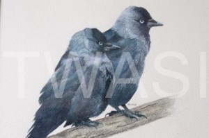 'Jackdaw Pair' by David Knight Watercolour Mounted 38x37 £175