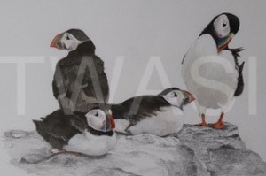 'Puffins' by David Knight Watercolour Mounted 39.5x33.5 £175