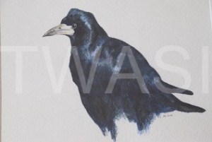 'Rook' by David Knight Watercolour Mounted 46 x 40 £175