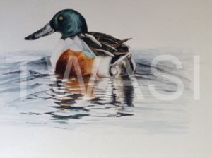 'Shoveler Drake' by David Knight Watercolour Mounted 38x34 £175