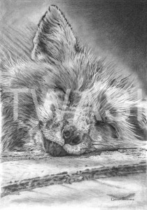 'Sweet Dreams' by David Skidmore Graphite pencil on Fabriano Artistico 300gsm hot press paper Unframed 25 x 37cm £395