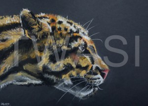 'Stalking the Prey' by Diane Haines Pastel on Paper Framed 74 x 47 £325
