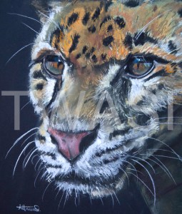 'Leopard Head' by Diane Haines Pastel on Paper Framed 50 x 50 £325