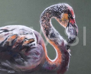 'Pretty Flamingo' by Diane Haines Pastel on Paper Framed 74 x 62 £325
